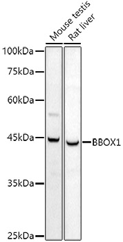 a09779 bbox1 primary antiboties wb testing 1