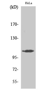 a09780 map3k13 primary antibodies wb testing 2