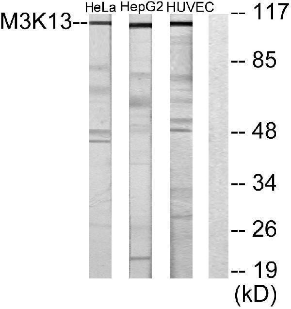 a09780 map3k13 primary antibodies wb testing 3