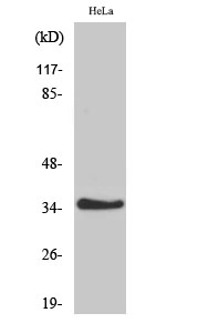 Western Blot analysis of various cells using IL-20Rβ Polyclonal Antibody