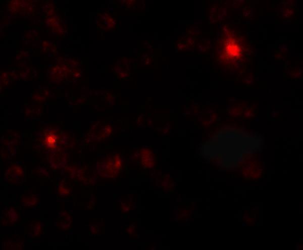 a09789 sgsm3 primary antibodies if testing 2