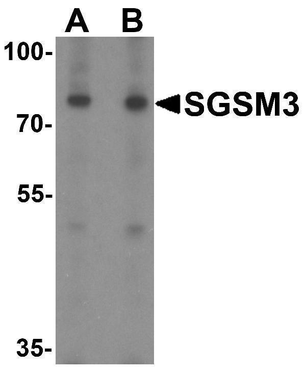 a09789 sgsm3 primary antibodies wb testing 1
