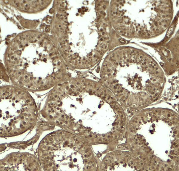 Immunohistochemistry of ATG4D in human testis tissue with ATG4D antibody at 5 μg/ml