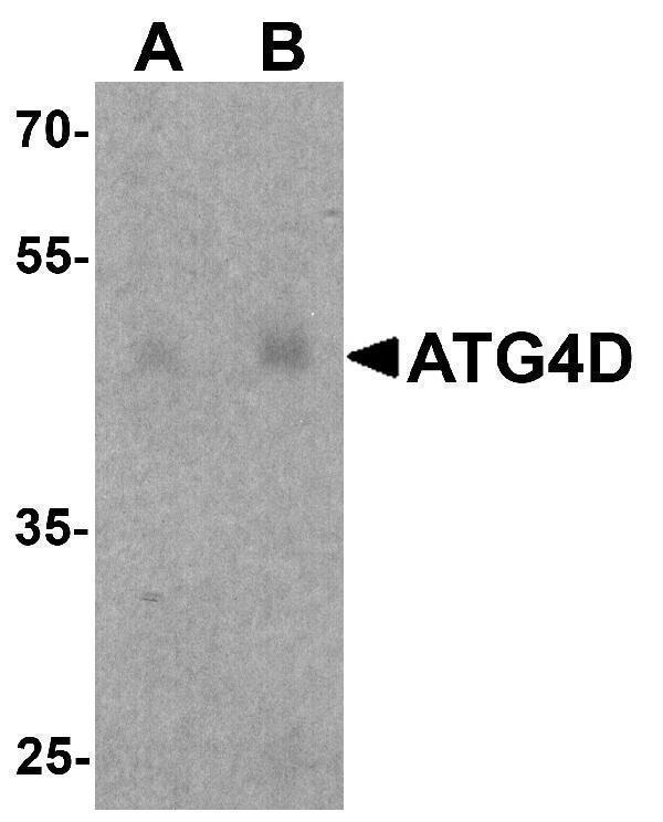 Western blot analysis of ATG4D in human testis tissue lysate with ATG4D antibody at (A) 1 and (B) 2 μg/ml