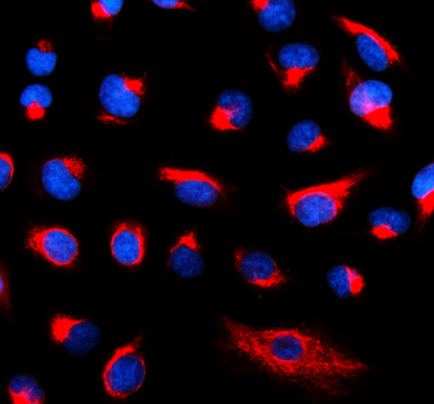 a09797 1 mthfs primary antibodies if testing 1