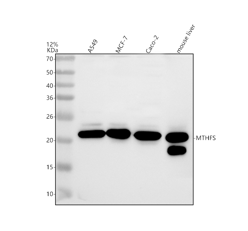 a09797 1 mthfs primary antibodies wb testing 1