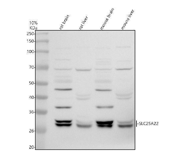 a09799 1 slc25a22 primary antibodies wb testing 1