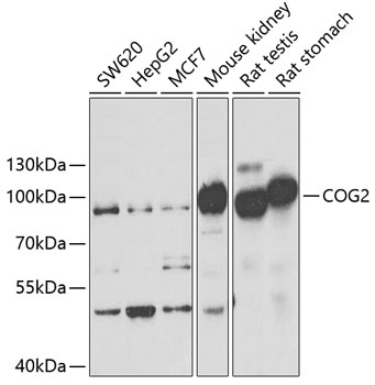 a09800 cog2 primary antiboties wb testing 1