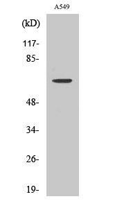 Western Blot analysis of various cells using CERKL Polyclonal Antibody
