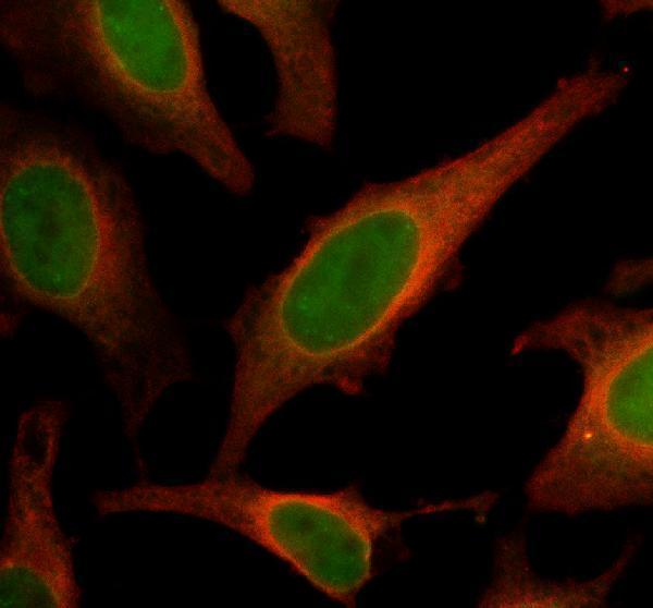 IF analysis of DIP2A using anti-DIP2A antibody (A09803-1) and anti-Alpha Tubulin antibody (M03989-3)