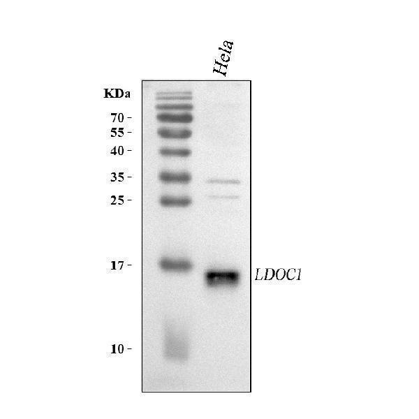 a09804 2 ldoc1 primary antibodies wb testing 1