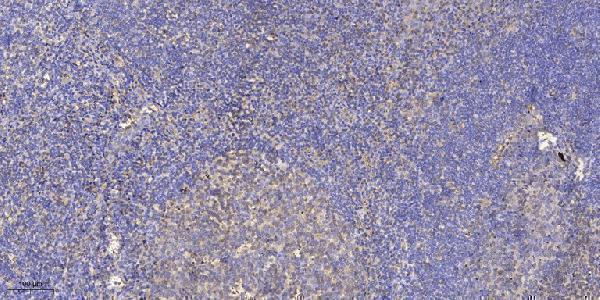 a09806 1 ube2g1 primary antibodies ihc testing 1