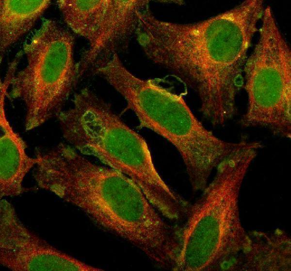 IF analysis of DHRS2 using anti-DHRS2 antibody (A09810-1) and anti-Alpha Tubulin antibody (M03989-3)