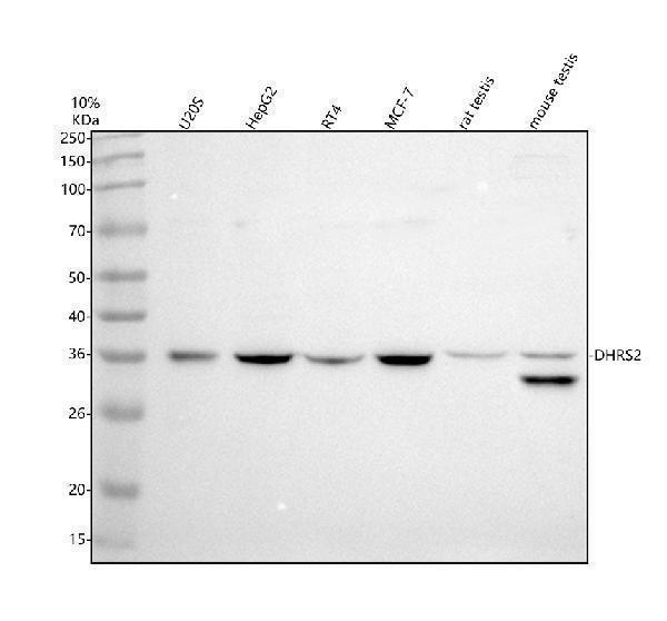 Western blot analysis of DHRS2 using anti-DHRS2 antibody (A09810-1)