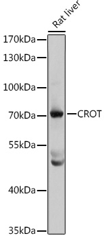 a09812 crot primary antiboties wb testing 1