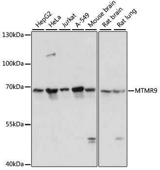 Western blot analysis of extracts of various cell lines, using MTMR9 antibody  at 1:3000 dilution