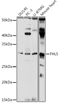 Western blot analysis of extracts of various cell lines, using FHL5 antibody  at 1:1000 dilution