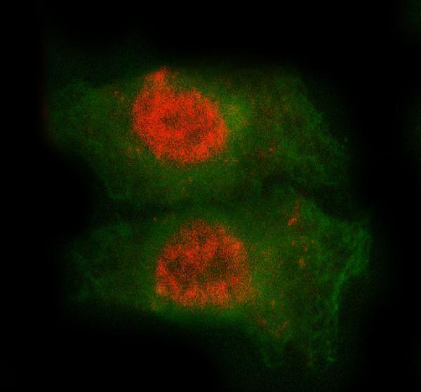 a09822 med7 primary antibodies if testing 2