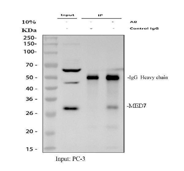 a09822 med7 primary antibodies ip testing 1