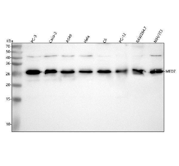 a09822 med7 primary antibodies wb testing 1