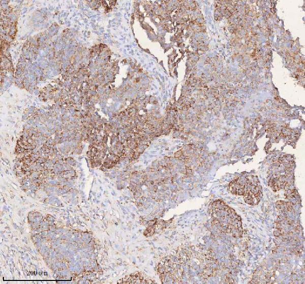 a09824 1 slc6a20 primary antibodies ihc testing 8