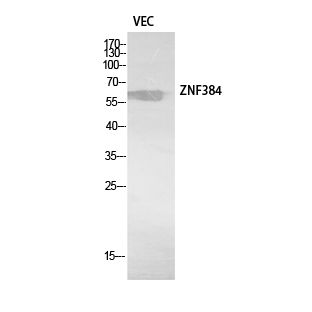 a09826 znf384 primary antibodies wb testing 1