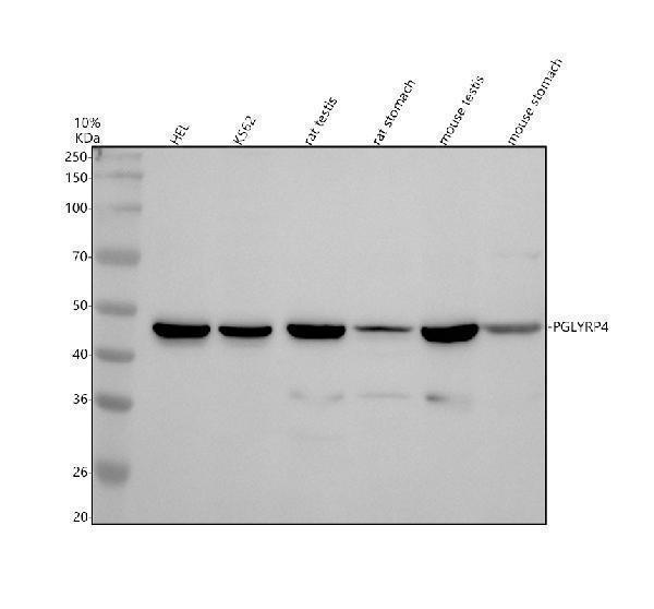 a09834 1 pglyrp4 primary antibodies wb testing 1