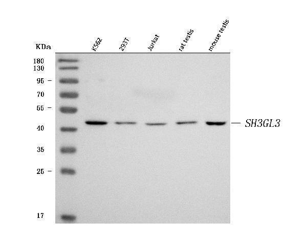  Western blot analysis of SH3GL3 using anti-SH3GL3 antibody (A09836-1)