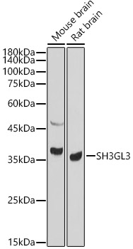 Western blot analysis of various lysates, using SH3GL3 antibody  at  1:1000 dilution