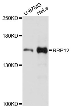 Western blot analysis of extracts of various cell lines, using RRP12 antibody at 1:3000 dilution