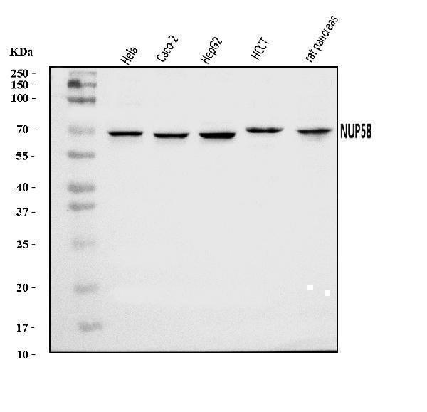 a09840 nup58 primary antibodies wb testing 1