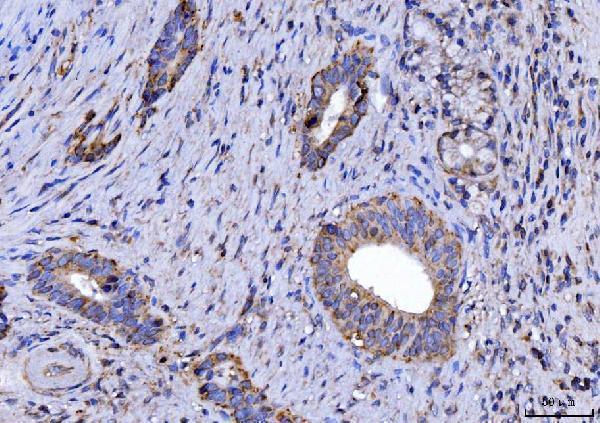  IHC analysis of CYB5B using anti-CYB5B antibody (A09841-1)
