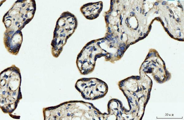 a09841 1 cyb5b primary antibodies ihc testing 4