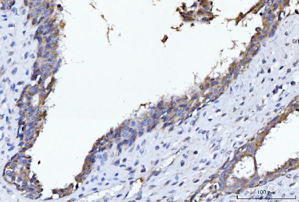 a09841 1 cyb5b primary antibodies ihc testing 5