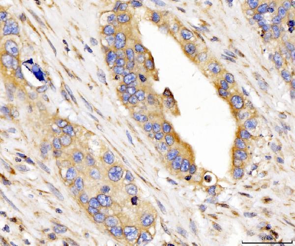 a09841 1 cyb5b primary antibodies ihc testing 6