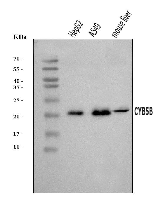  Western blot analysis of CYB5B using anti-CYB5B antibody (A09841-1)