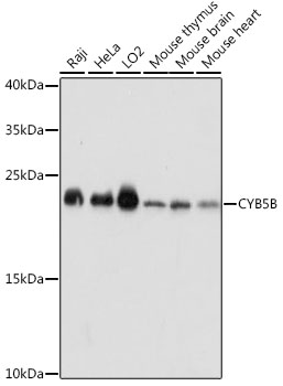 a09841 cyb5b primary antiboties wb testing 1