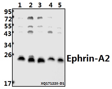 a09844 1 efna2 primary antiboties wb testing 1