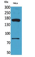a09845 cd163l1 primary antibodies wb testing 2