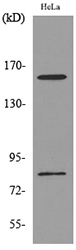 a09845 cd163l1 primary antibodies wb testing 3