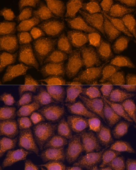 a09847 1 tnfaip8l2 primary antiboties if testing 3