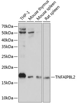 a09847 1 tnfaip8l2 primary antiboties wb testing 1