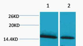 a09849 1 hist1h1a primary antibodyes wb testing 1