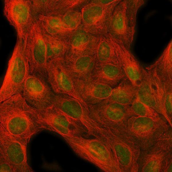a09850 1 mfap1 primary antibodies if testing 2