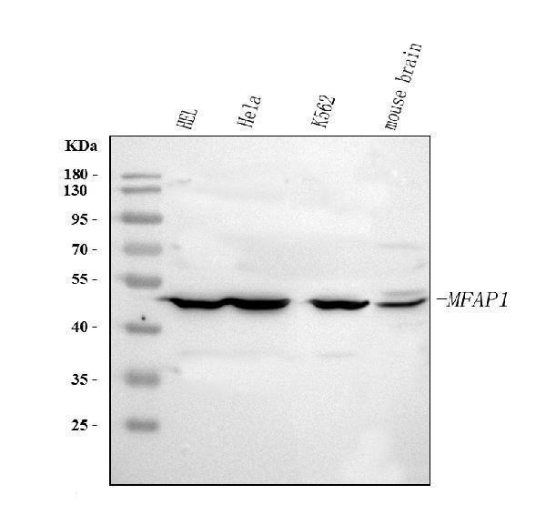 a09850 1 mfap1 primary antibodies wb testing 1