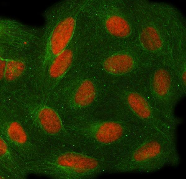 a09852 2 toe1 primary antibodies if testing 2_1