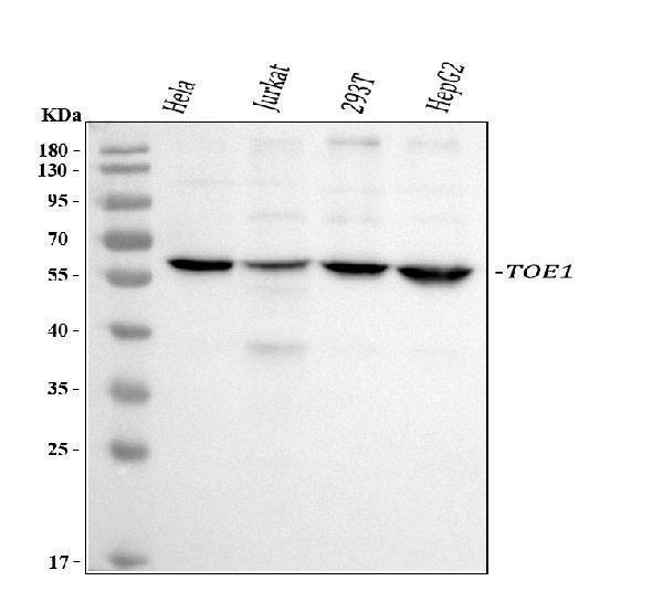 a09852 2 toe1 primary antibodies wb testing 1_1