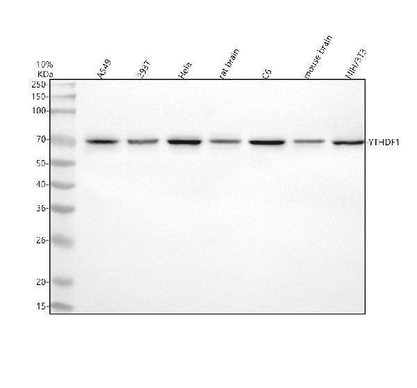  Western blot analysis of YTHDF1 using anti-YTHDF1 antibody (A09853-2)