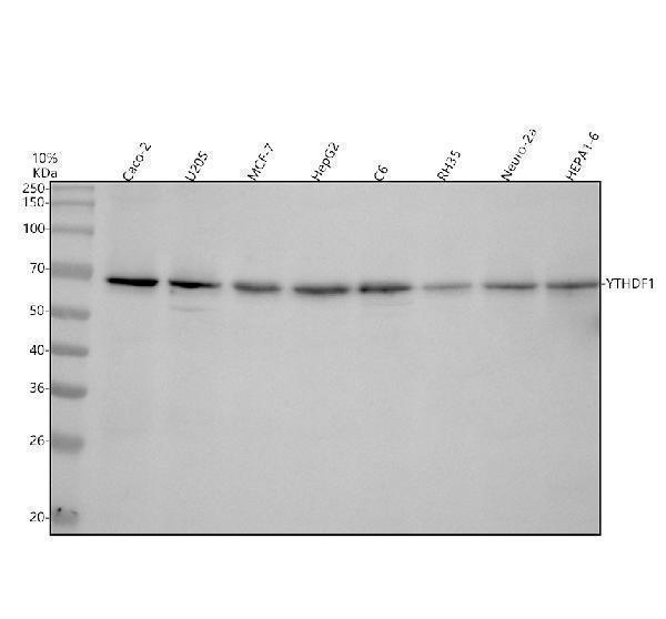 a09853 2 ythdf1 primary antibodies wb testing 1_1