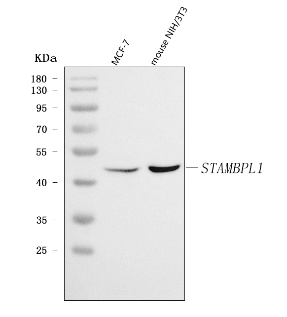 a09862 1 stambpl1 primary antibodies wb testing 1